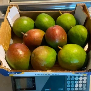 distribuidor-mayorista-mangos-1.webp