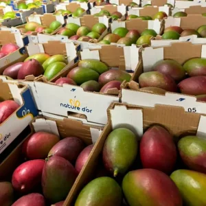 mayorista-mangos-2.webp