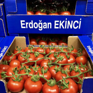 Ekinci Erdogan