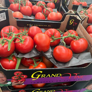 Grand Vine