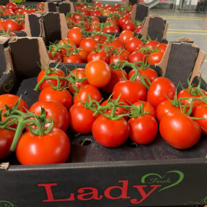 Lady