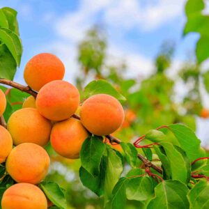 apricot2-nema