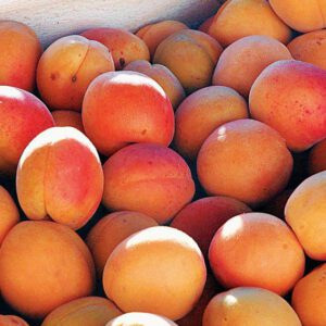 apricot5-nema