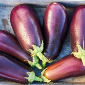 aubergine 4-nema
