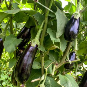 aubergine3-nema
