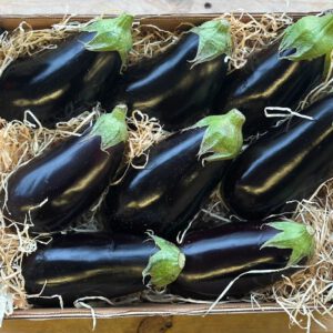 aubergine6-nema