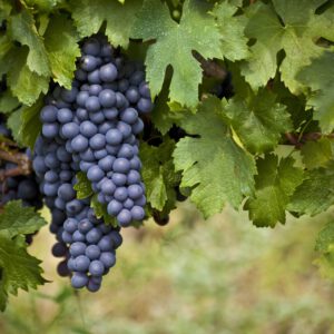 grape1-nema