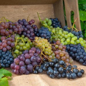 grape4-nema