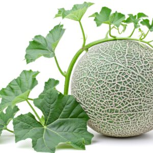 melon4-nema