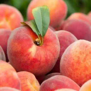 peach2-nema