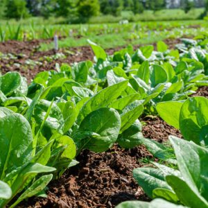 spinach2-nema