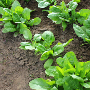 spinach3-nema