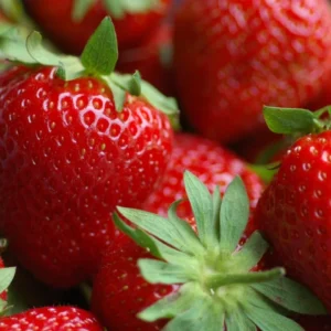 strawberry2-nema