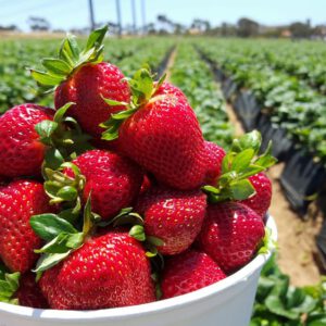 strawberry4-nema